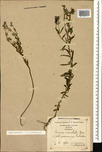 Лен узловатоцветковый L., Кавказ, Грузия (K4) (Грузия)