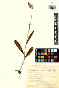 Пальчатокоренник Фукса (Druce) Soó, Сибирь, Прибайкалье и Забайкалье (S4) (Россия)