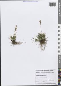 Тофильдия ярко-красная Richardson, Сибирь, Центральная Сибирь (S3) (Россия)