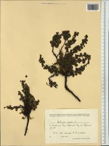 Березка карликовая L., Западная Европа (EUR) (Норвегия)