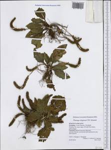 Plantago uliginosa subsp. uliginosa, Западная Европа (EUR) (Германия)