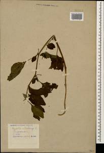 Alkekengi officinarum Moench, Кавказ, Азербайджан (K6) (Азербайджан)