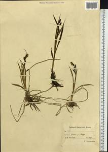 Осока, Сибирь, Чукотка и Камчатка (S7) (Россия)
