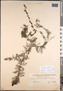 Utricularia ×neglecta Lehm., Восточная Европа, Нижневолжский район (E9) (Россия)