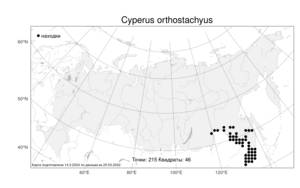 Cyperus orthostachyus, Сыть прямоколосая Franch. & Sav., Атлас флоры России (FLORUS) (Россия)
