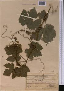 Виноград обыкновенный L., Средняя Азия и Казахстан, Западный Тянь-Шань и Каратау (M3) (Казахстан)