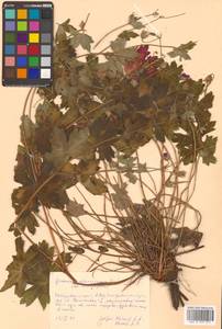 Герань Власова Fisch. ex Link, Сибирь, Дальний Восток (S6) (Россия)