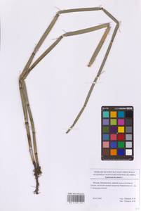 Хвощ зимующий L., Восточная Европа, Московская область и Москва (E4a) (Россия)