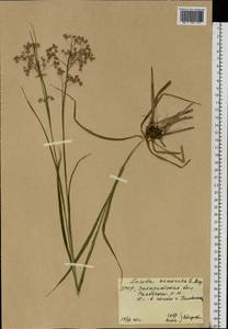 Ожика дубравная (Lam.) Dandy & Wilmott, Восточная Европа, Западно-Украинский район (E13) (Украина)