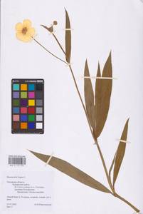 Лютик длиннолистный L., Восточная Европа, Северо-Западный район (E2) (Россия)