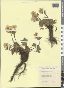 Anemonastrum narcissiflorum subsp. chrysanthum (Ulbr.) Raus, Кавказ, Грузия (K4) (Грузия)