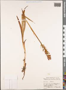 Dactylorhiza majalis subsp. lapponica (Laest. ex Hartm.) H.Sund., Восточная Европа, Центральный лесостепной район (E6) (Россия)
