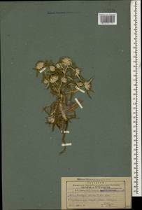 Echinops acantholepis Jaub. & Spach, Кавказ, Азербайджан (K6) (Азербайджан)