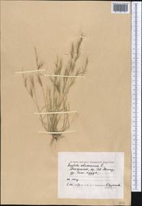 Aristida adscensionis L., Средняя Азия и Казахстан, Прикаспийский Устюрт и Северное Приаралье (M8) (Казахстан)