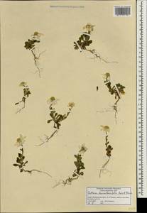 Anthemis leucanthemifolia Boiss. & Blanche, Зарубежная Азия (ASIA) (Израиль)