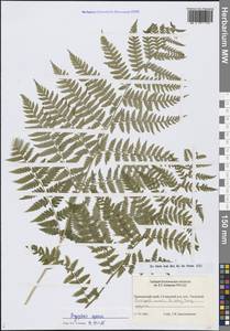 Щитовник распростертый (C.Presl) Fraser-Jenk. & Jermy, Сибирь, Дальний Восток (S6) (Россия)