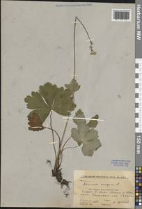 Подлесник европейский L., Кавказ, Ставропольский край, Карачаево-Черкесия, Кабардино-Балкария (K1b) (Россия)