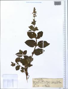 Plectranthus, Африка (AFR) (Эфиопия)