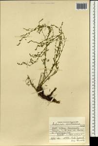 Полынь желтоцветная Krasch., Монголия (MONG) (Монголия)