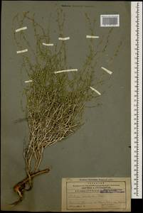 Lactuca orientalis subsp. orientalis, Кавказ, Армения (K5) (Армения)