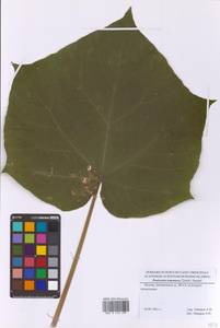 Павловния войлочная (Thunb.) Steud., Восточная Европа, Московская область и Москва (E4a) (Россия)