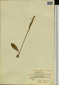 Platanthera oligantha Turcz., Сибирь, Якутия (S5) (Россия)