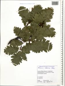 Quercus petraea subsp. polycarpa (Schur) Soó, Кавказ, Грузия (K4) (Грузия)