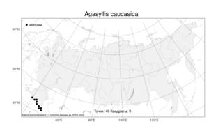Agasyllis caucasica, Агазиллис широколистный (M. Bieb.) Boiss., Атлас флоры России (FLORUS) (Россия)