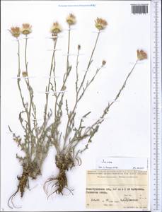 Наголоватка, Средняя Азия и Казахстан, Сырдарьинские пустыни и Кызылкумы (M7) (Казахстан)