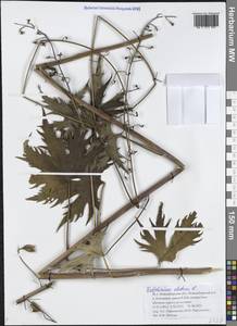 Живокость высокая L., Сибирь, Западная Сибирь (S1) (Россия)