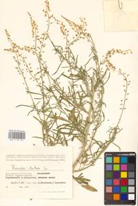 Резеда желтая L., Восточная Европа, Нижневолжский район (E9) (Россия)