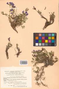 Остролодочник завернутый Ledeb., Сибирь, Чукотка и Камчатка (S7) (Россия)