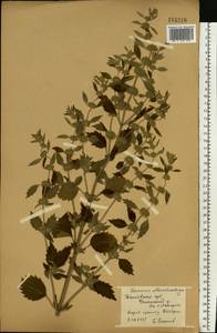 Щетинохвост шандровый (L.) Ehrh. ex Rchb., Восточная Европа, Центральный лесостепной район (E6) (Россия)