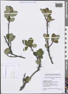 Sorbaronia × fallax C.K.Schneid., Восточная Европа, Центральный район (E4) (Россия)