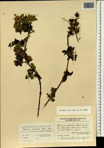 Clematis montana Buch.-Ham. ex DC., Зарубежная Азия (ASIA) (КНР)
