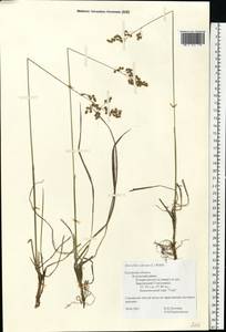 Anthoxanthum nitens (Weber) Y.Schouten & Veldkamp, Восточная Европа, Центральный район (E4) (Россия)