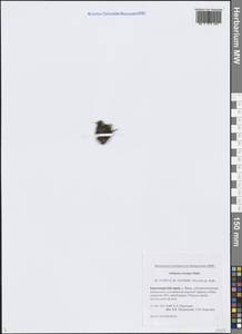 Звездчатка длинночерешковая, Сибирь, Центральная Сибирь (S3) (Россия)