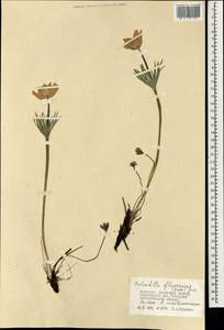 Прострел желтеющий (Zucc.) Zāmelis, Монголия (MONG) (Монголия)