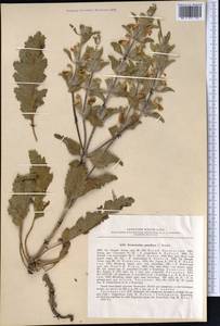 Phlomoides boissieriana (Regel) Adylov, Kamelin & Makhm., Средняя Азия и Казахстан, Копетдаг, Бадхыз, Малый и Большой Балхан (M1) (Туркмения)