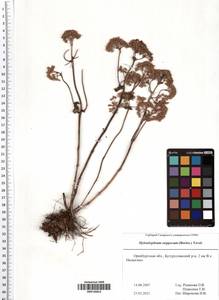 Hylotelephium maximum subsp. ruprechtii (Jalas) Dostál, Восточная Европа, Восточный район (E10) (Россия)