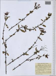 Rhodopentas parvifolia (Hiern) Kårehed & B.Bremer, Африка (AFR) (Эфиопия)