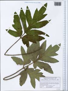 Tetrataenium candicans (Wall. ex DC.) Manden., Зарубежная Азия (ASIA) (Индия)