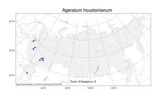 Ageratum houstonianum, Агератум Хьюстона Mill., Атлас флоры России (FLORUS) (Россия)