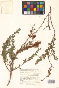 Спирея зверобоелистная, Таволга зверобоелистная L., Восточная Европа, Нижневолжский район (E9) (Россия)