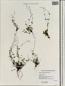 Trigonotis petiolaris Maxim., Зарубежная Азия (ASIA) (КНР)