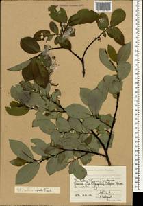 Ива безногая Trautv., Кавказ, Ставропольский край, Карачаево-Черкесия, Кабардино-Балкария (K1b) (Россия)