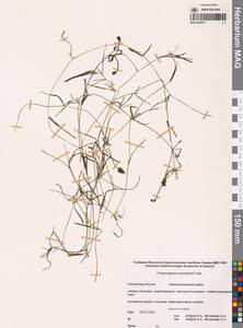 Рдест Берхтольда Fieber, Сибирь, Якутия (S5) (Россия)