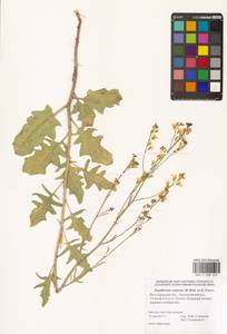 Гулявник волжский M.Bieb. ex E.Fourn., Восточная Европа (без точных пунктов) (E0)