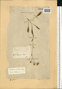 Erigeron brachycephalus H. Lindb., Восточная Европа, Восточный район (E10) (Россия)