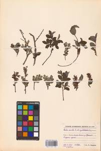Salix myrsinifolia subsp. myrsinifolia, Восточная Европа, Северо-Западный район (E2) (Россия)